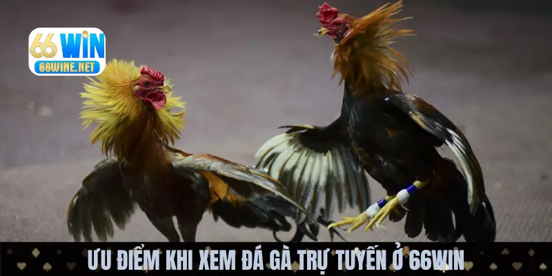 Các ưu điểm nổi bật của nền tảng