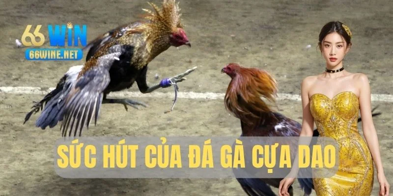 Đá gà cựa dao - Sản phẩm giải trí lý tưởng