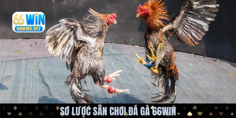 Giới thiệu chung về sảnh cược đá gà 66Win