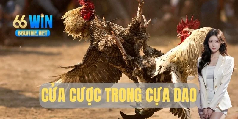 Hiểu đúng về cửa cược trong cựa dao