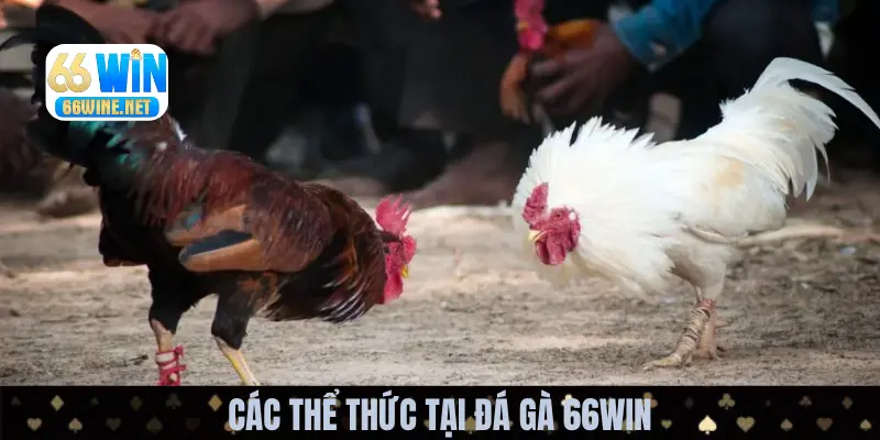 Thể thức chọi gà được yêu thích ở sân chơi này