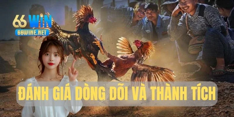 Tìm hiểu nguồn gốc và thành tích chiến kê